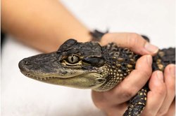 Yeni Araştırma: Georgia Bataklıklarındaki Timsahlar Yüksek Seviyede Cıva Taşıyor.