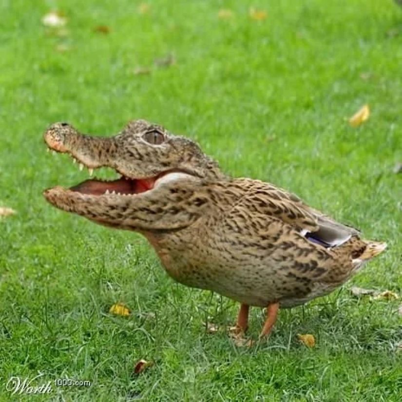 Crocoduck (&quot;timdak&quot;), Ray Comfort ve Kirk Cameron tarafından öne sürülen, timsah başlı ve ördek gövdeli hayali bir melez hayvandır. Evrimin temel ilkelerini anlamayanlara yönelik bir sembol olarak kullanılarak, yaratılışçılar ve evrim savunucuları arasındaki tartışmalarda tekrarlanır hale gelmiştir.