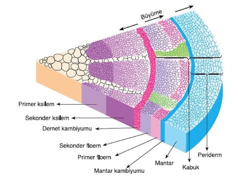 Periderm dokusu.