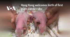 Oldest First-Time Panda Mom Welcomes Twins