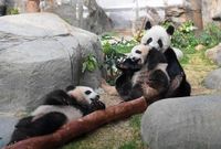 Asia Album : ลูกแพนด้ายักษ์โชว์ตัวพร้อมแม่ครั้งแรกในฮ่องกง