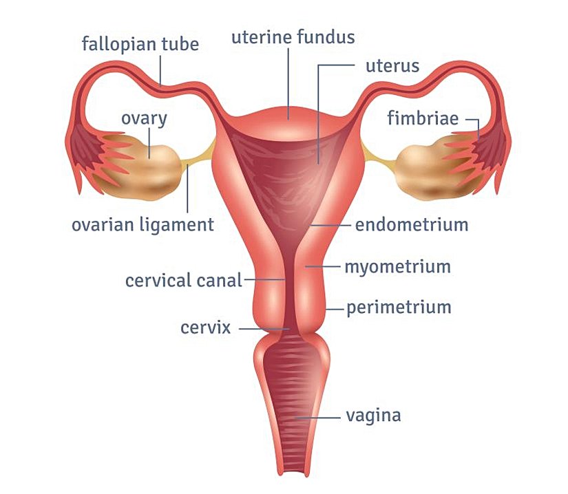 Dişilerde üreme sistemindeki yapılar ve organın bir şeması.