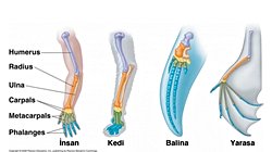 Evrimde Türler Arası Benzerlikler ve Köken İlişkisi: Homoloji Nedir? Homoplazi Nedir?