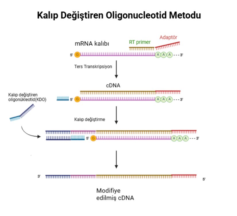 Figür 1. Kalıp Değiştiren Oligonükleotid Metodu  Ters transkriptaz, RNA kalıbının 5' ucuna ulaştığında cDNA'nın 3' ucuna birkaç kalıba bağlı olmayan nükleotit ekler. Şablona bağlı olmayan bu nükleotitler, tercih edilen bir bilinen diziyi içeren bir kalıp değiştirme oligonükleotidine (KDO) bağlanır. KDO, ters transkriptazı RNA şablonundan KDO’ya geçmeye yönlendirir ve böylece cDNA'nın 3' ucunda TSO'ya tamamlayıcı bir evrensel diziyi içeren bir cDNA oluşturur.   "Biosyn.com'dan örnek alınan görsel Biorender programından uyarlanmıştır."