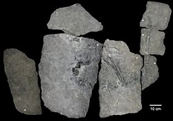 Bilim İnsanları 240 Milyon Yıllık Gizemli Antik Deniz Sürüngenini Belirledi