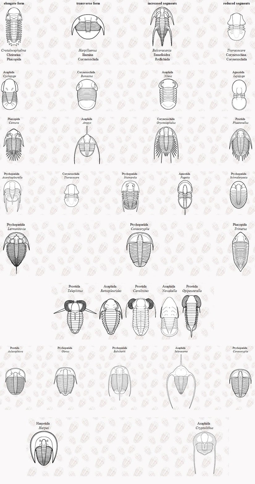 Birbirinden farklı trilobit vücut planlarına örnekler...