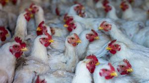 H5N1 Bird Flu Outbreaks Spread Across California And Oregon