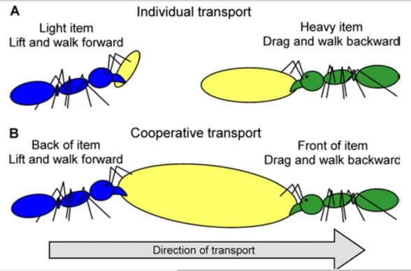 Kooperatif taşımada mavi karınca taşıma yönünde düz ilerlerken yeşil karınca geri geri yürür.