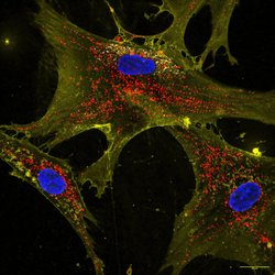 ‘Nano-Çiçekler’ Yaşlanan Hücreleri Yeniledi: Mitokondri Onarımında Yeni Yöntem