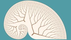 N-Bonacci Dizisi: Fibonacci Dizisinin Genelleştirilmiş Versiyonu ile Tanışın!