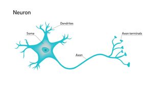 Energy Efficiency Dictates Molecular Organization Within Neurons