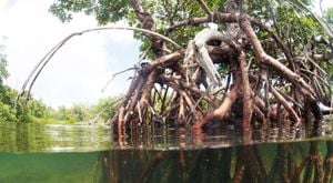 Research Reveals Impact Of Aquaculture Pollution On Mangrove Ecosystems