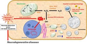 Mitochondrial Dysfunction Linked To Parkinson’s Through CHCHD2