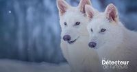 Vérification éclair : un loup préhistorique ramené à la vie? Faux