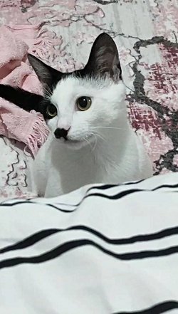 Kedimi kısırlaştırmanın gerçekten hatrı sayılır sağlığına olumlu etkileri var mı?