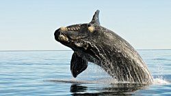 Bazı Balinalar Sanıldığından Çok Daha Uzun Yaşıyor Olabilir!