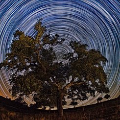  North Celestial Tree 