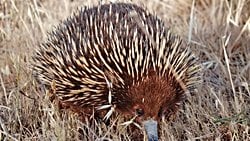 Yaşayan Fosil Nedir? Evrime Karşı Argüman Olarak Kullanılan Yaşayan Fosiller, Evrim Teorisi'nin En Bariz Kanıtlarındandır!