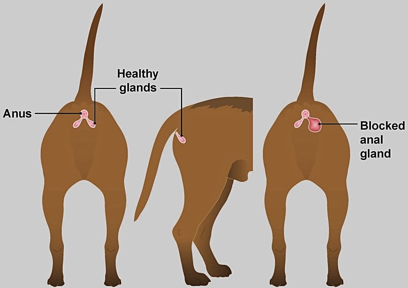 Köpeklerde anal kesenin konumu (solda ve ortada) ile bloke olmuş bir anal kese (sağda)