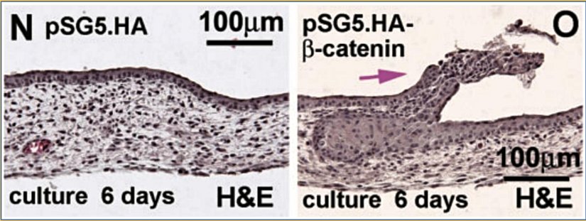 Timsahlarda oluşturulan tüy benzeri yapılar...