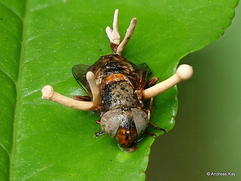 Ophiocordyceps dipterigena, karıncalara değil, sineklere bulaşır.