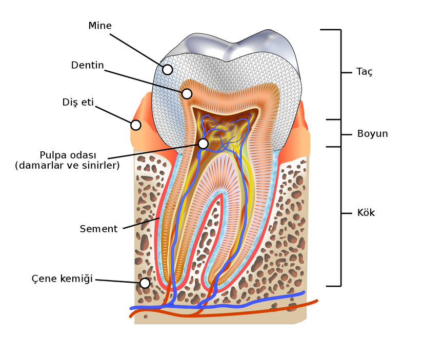 Dişin Kısımları