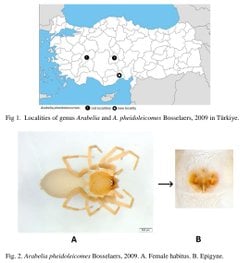 Arabelia pheidoleicomes türü örümcek için Türkiye'den yeni kayıt: Akdeniz bölgesinde de varmış