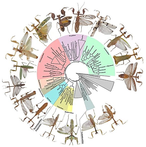 Birkaç mantis türünün evrimsel akrabalık ilişkilerini gösteren filogenetik harita...