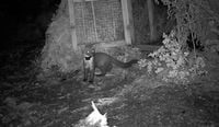 Pine martens back on Exmoor for first time in 100 years | The Somerset Leveller | In Print & Online