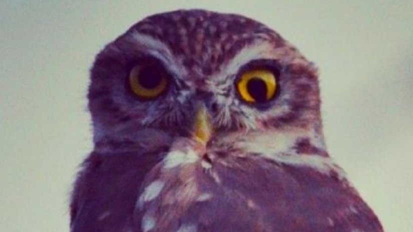 Kukumav (Athene noctua)