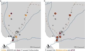 Researchers Illuminate Distribution Of Rare Fungus Phellinidium Pouzarii