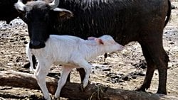 Türkiye'de Basının 