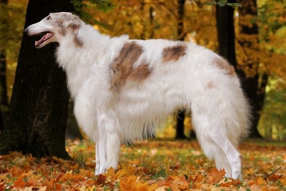 Borzoi