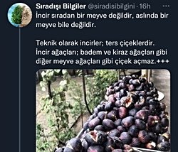 İncir bir meyve midir yoksa ters çiçekler midir?
