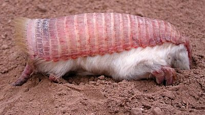 Pembe Peri Armadillosu