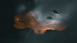 Zihinsel Girdaplar: Sessiz Çöküşün Bilişsel Anatomisi