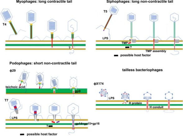 Prokaryotik virüslerin konakçı hücreye girişini gösteren şematik diyagramlar. Membran çift katmanları kalın sarı çizgilerle temsil edilir. Bakteri hücrelerinin peptidoglikan katmanları kalın yeşil çizgiler veya yeşil katmanlarla temsil edilir. Membran aktif peptitler ve proteinler kırmızıdır. Soru işaretleri, bilinmeyen konak faktörlerini veya net olmayan membran penetrasyon mekanizmalarını göstermektedir.