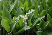 Vomissements, troubles respiratoires, convulsions... Attention, le muguet peut être dangereux pour la santé