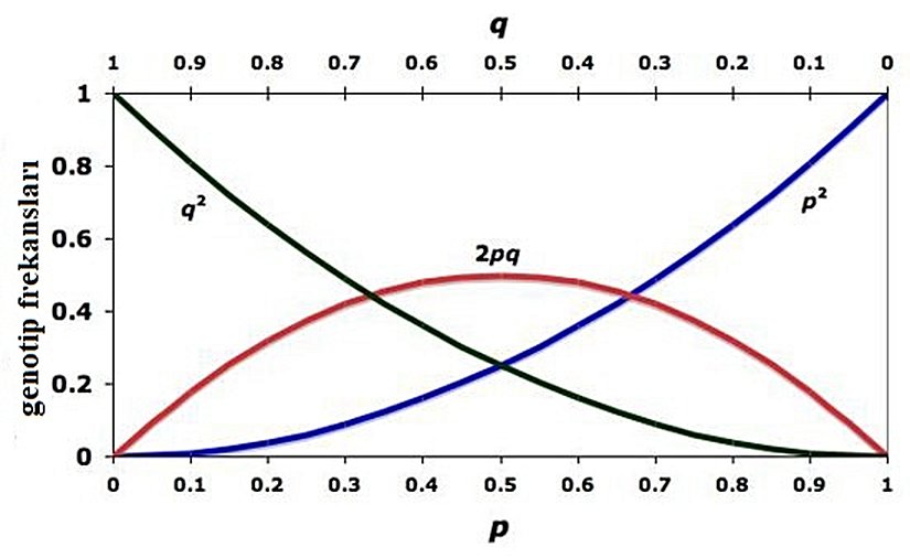 Görsel 4. Alel frekanslarının (p ve q) bir fonksiyonu olarak Hardy-Weinberg denge genotip frekanslarının (p2, 2pq, q2) grafiği