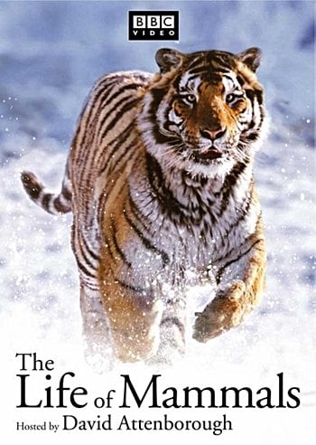 The Life of Mammals