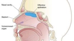 Körelmiş Jacobson Organı Nedir?