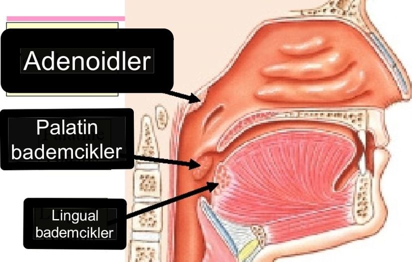 Bademcikler