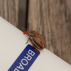 İzmir'de üzüm tarlasında gözlemlediğim bu böcek hangi tür olabilir?