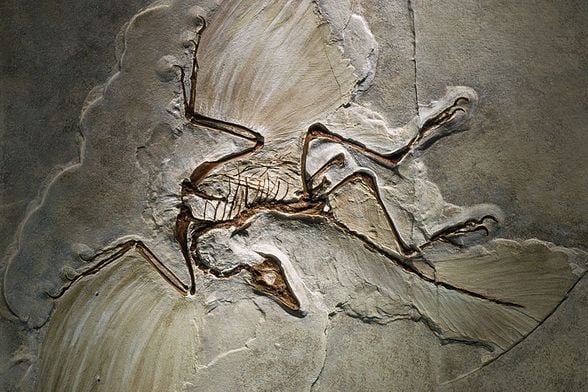 Archaeopteryx