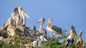 Pelicans Battle Clippers Amid Community Spirit On February 7