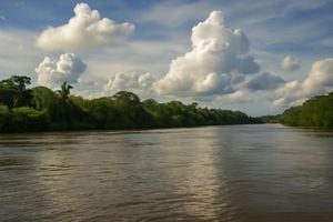 Ancient Amber Insects And Eco Cruises Transform Amazon
