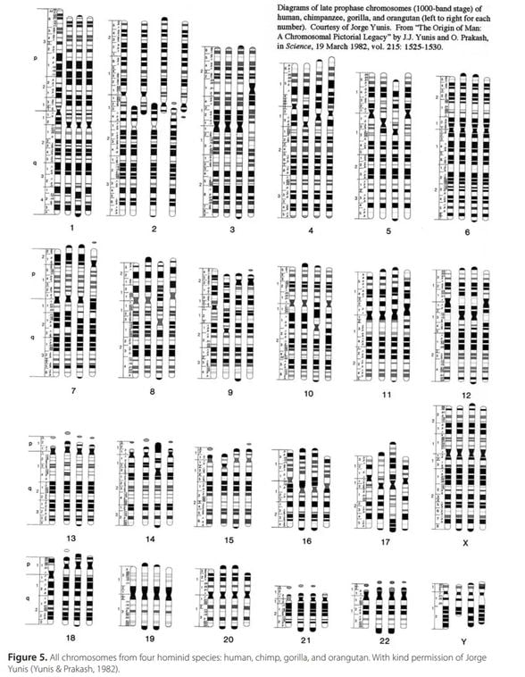 İnsan, şempanze, goril ve orangutan kromozomlarını yan yana kıyaslamak mümkündür. 2. kromozom haricinde her birinin kusursuz bir şekilde örtüştüğüne dikkat ediniz.