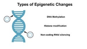 How Nitric Oxide Regulates DNA Demethylation Through TET Enzymes