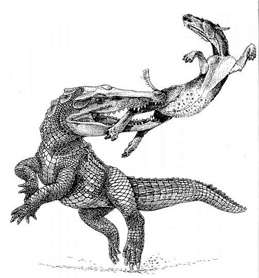 Yüksek hızlarda iki ayak üzerine kalkabilen bir timsah türü!