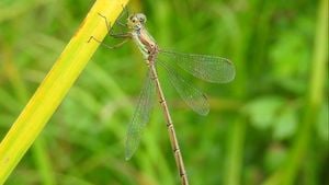 Büyük sazbakiresi (Chalcolestes parvidens)